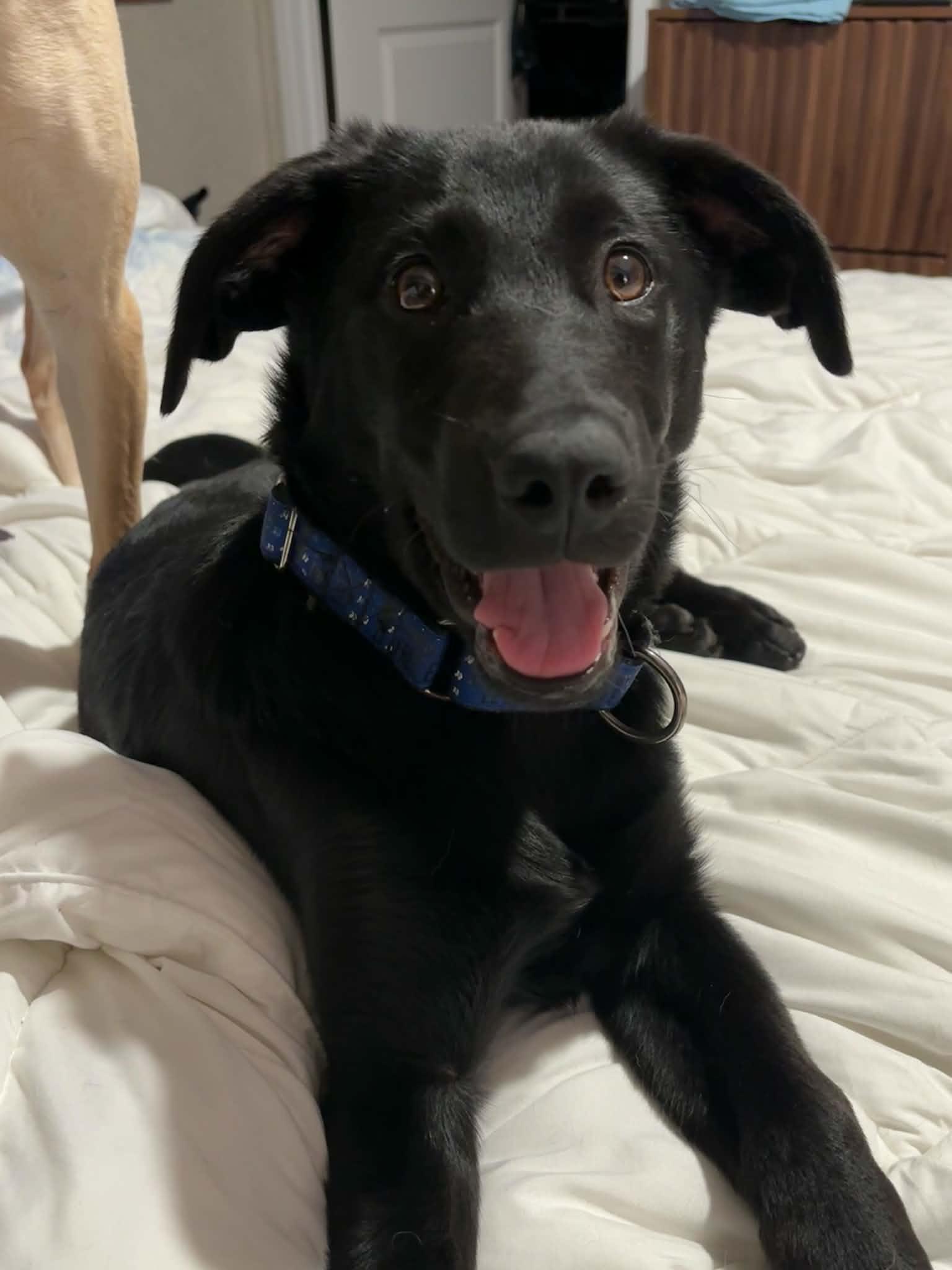 Enlarge Bacon, a ADOPTABLE mixed breed in Grand Rapids, MI image 2/4