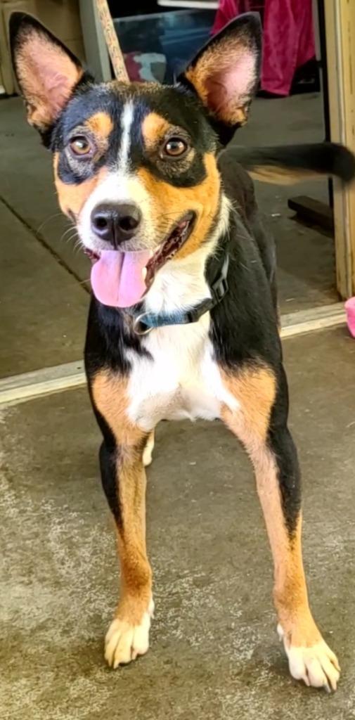 Enlarge Elmer, a Adoptable Hound in Swainsboro, GA image 1/2