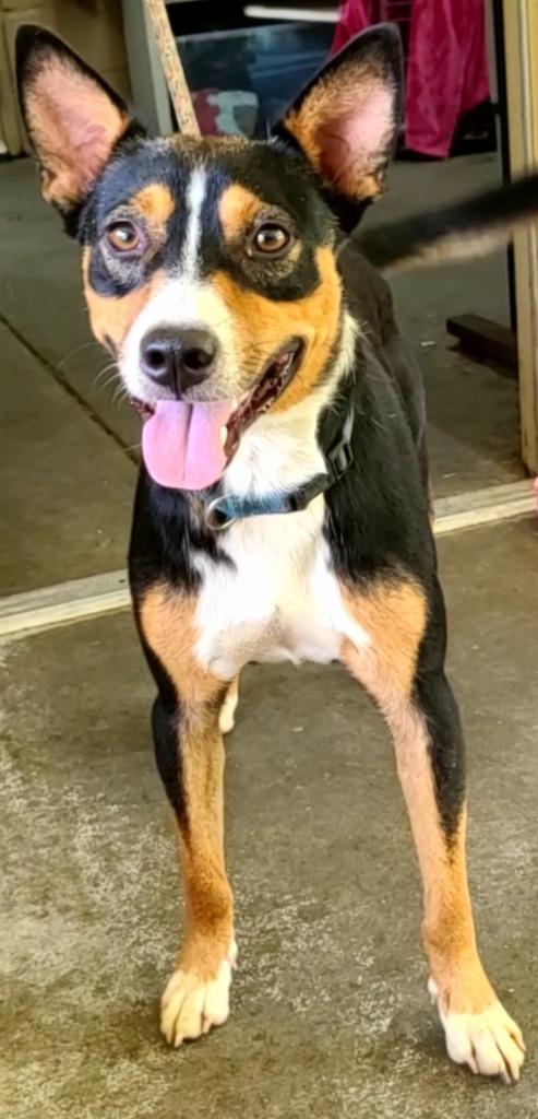 Enlarge Elmer, a Adoptable Hound in Swainsboro, GA image 2/2