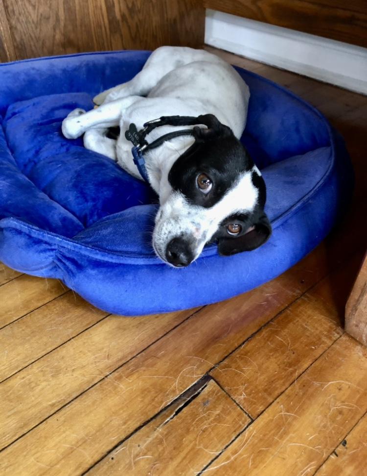 Enlarge Abby, an adopted mixed breed in Orlando, FL image 3/6