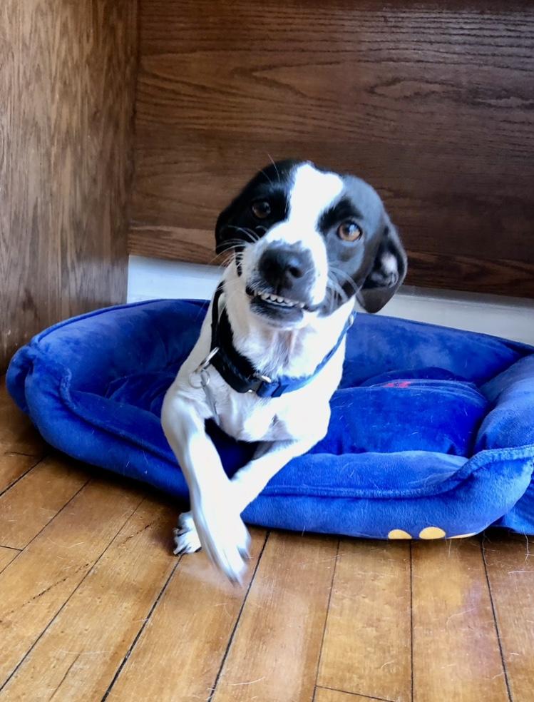 Enlarge Abby, an adopted mixed breed in Orlando, FL image 1/6