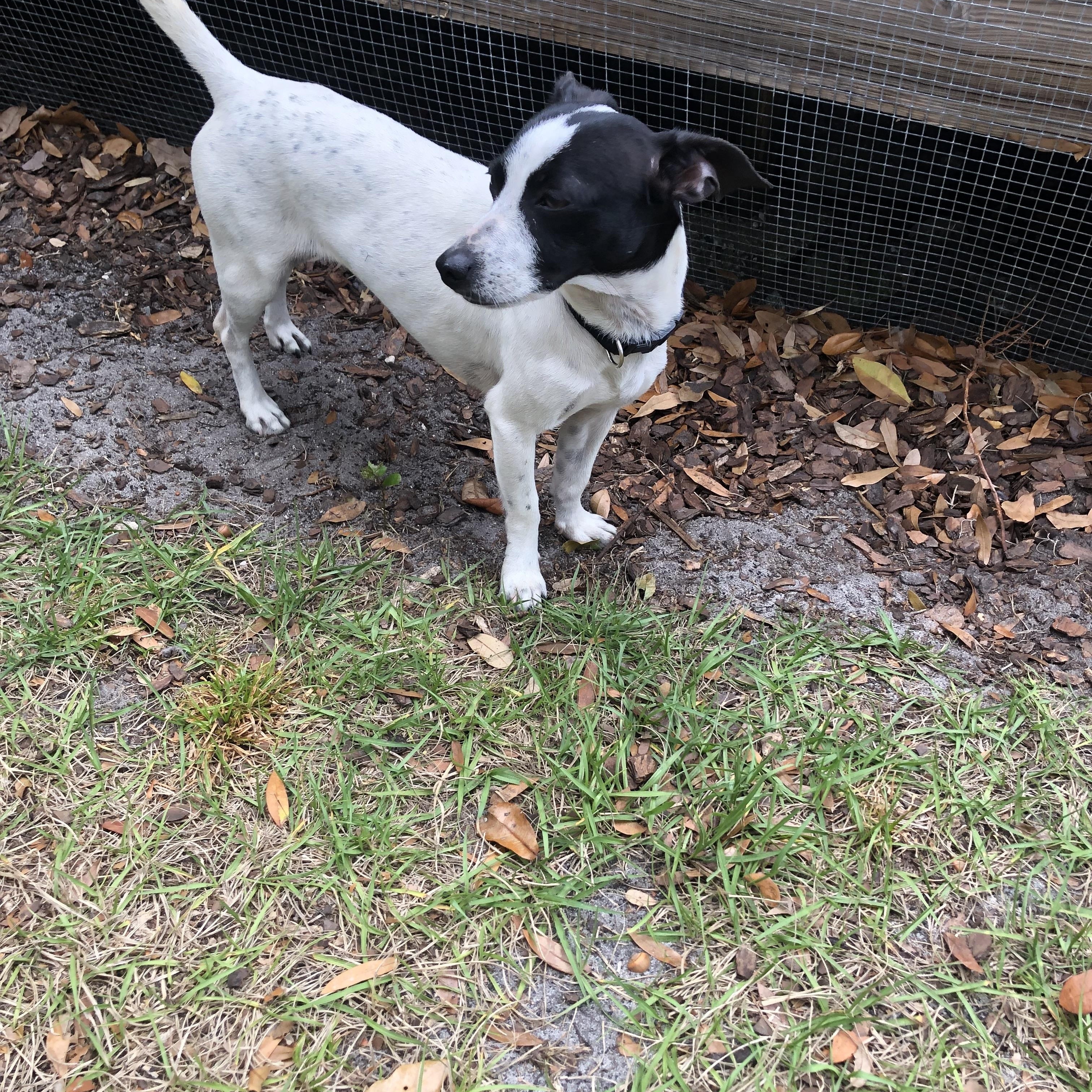Enlarge Abby, an adopted mixed breed in Orlando, FL image 5/6