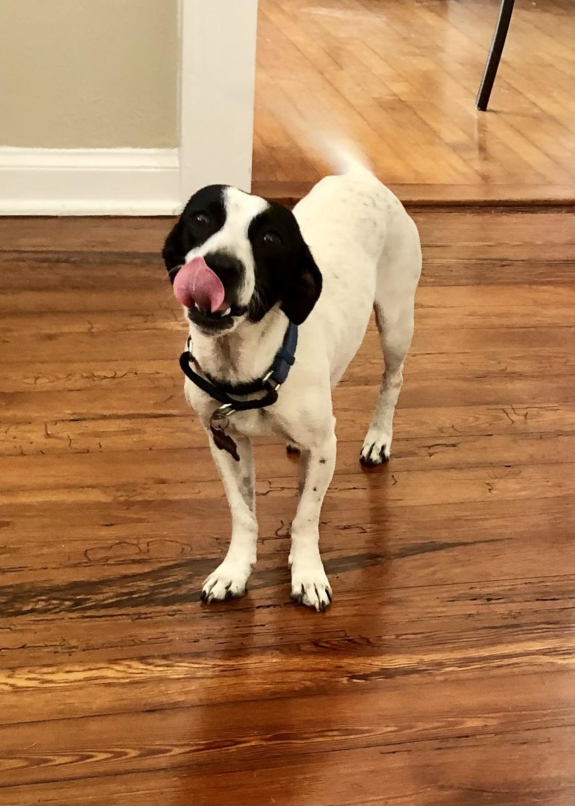 Enlarge Abby, an adopted mixed breed in Orlando, FL image 2/6