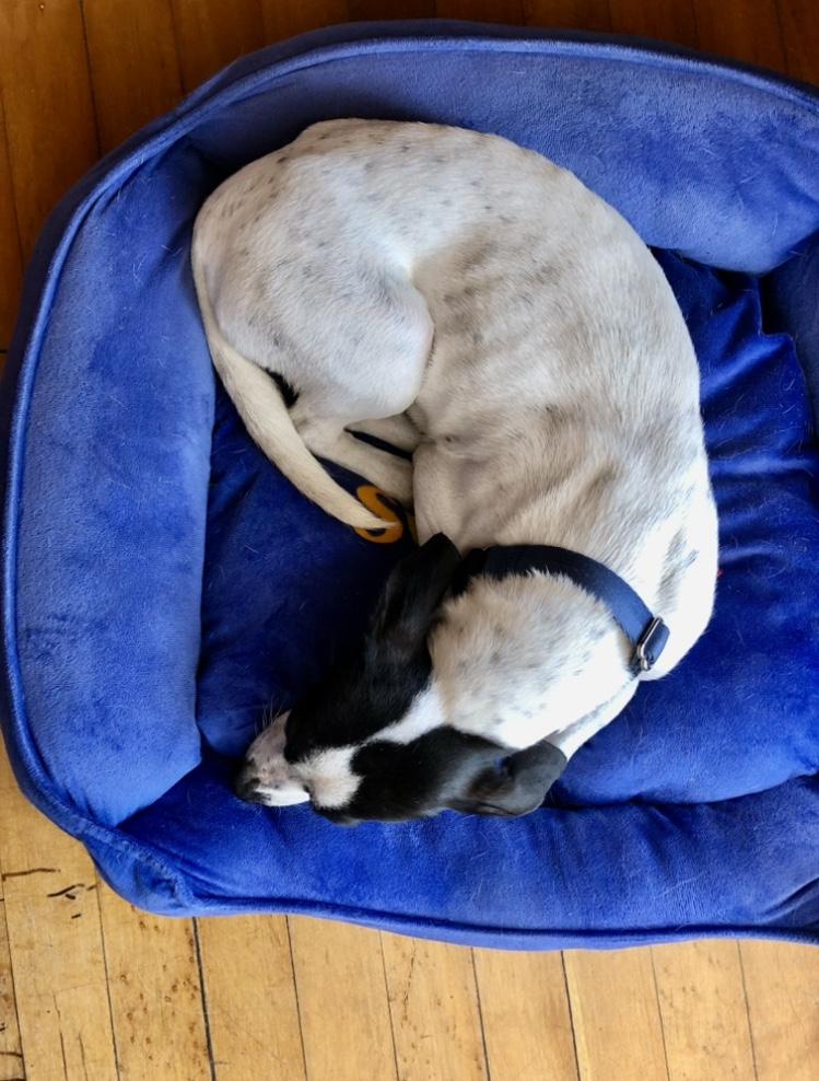 Enlarge Abby, an adopted mixed breed in Orlando, FL image 4/6