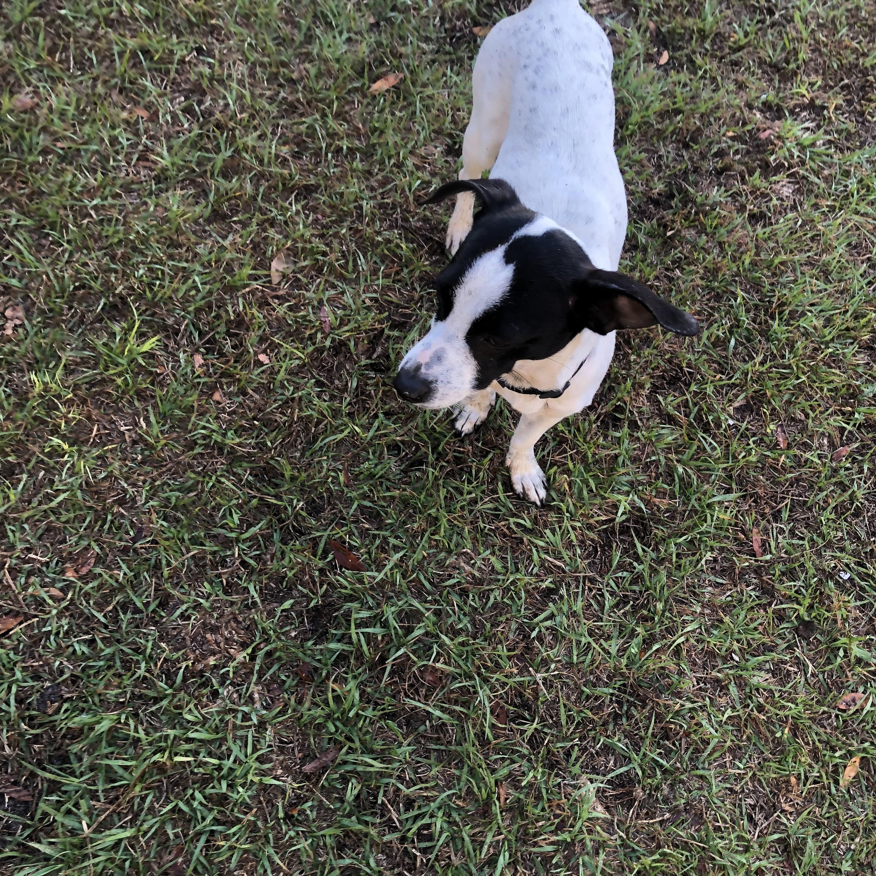 Enlarge Abby, an adopted mixed breed in Orlando, FL image 6/6