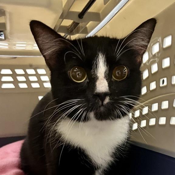 Enlarge Magpie, a Adoptable Domestic Short Hair in Temecula, CA image 1/3