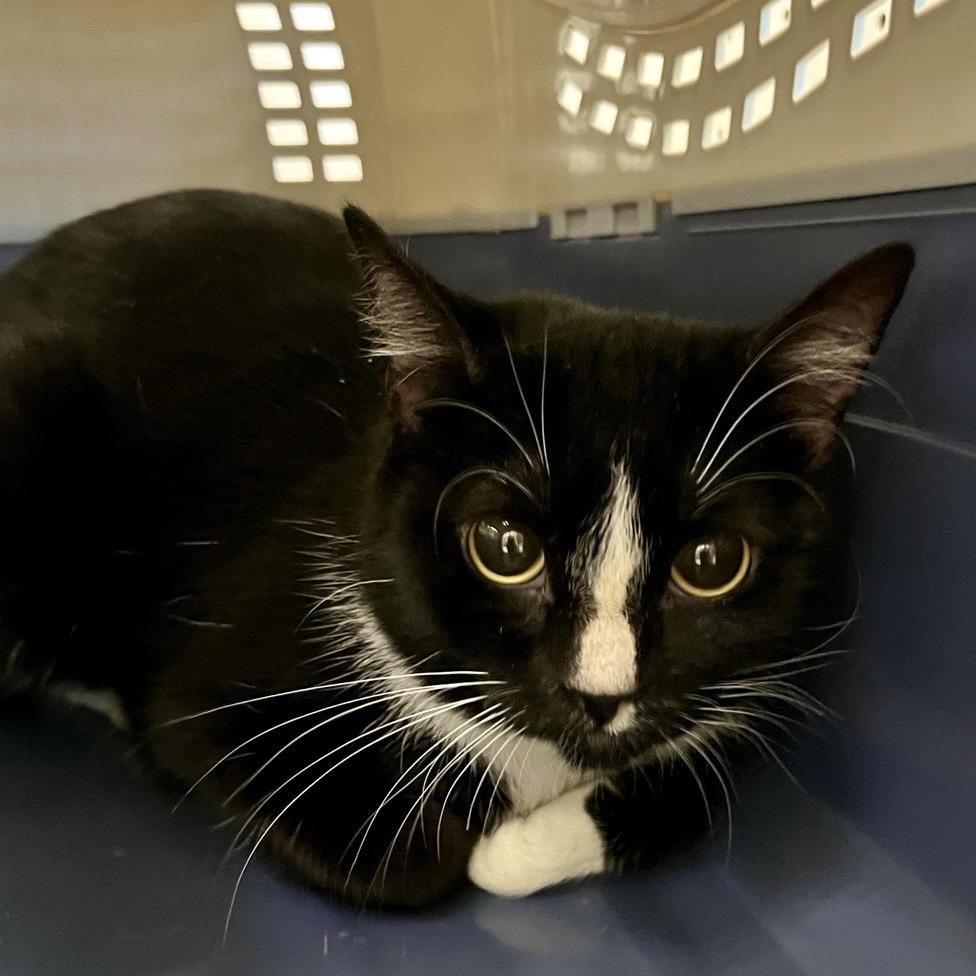 Enlarge Magpie, a Adoptable Domestic Short Hair in Temecula, CA image 2/3