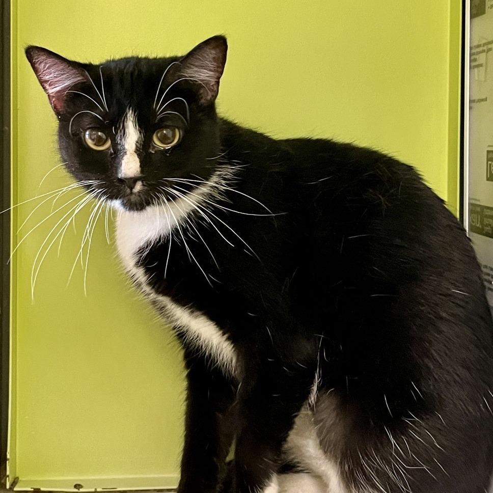 Enlarge Magpie, a Adoptable Domestic Short Hair in Temecula, CA image 3/3