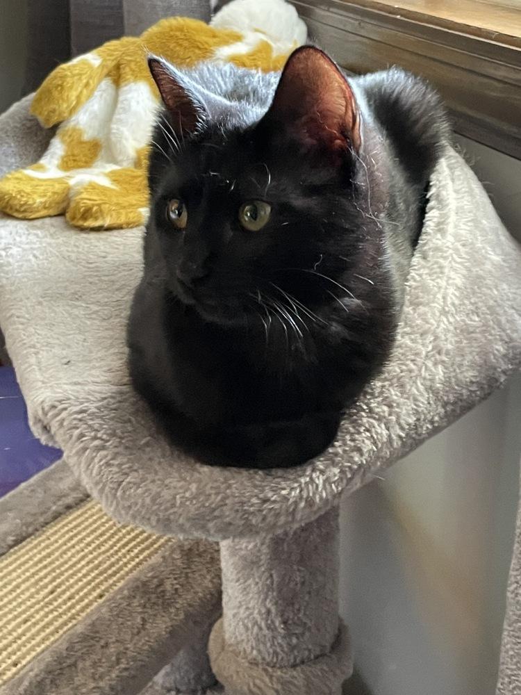 Mascara, Adoptable, Kitten Female Domestic Short Hair.