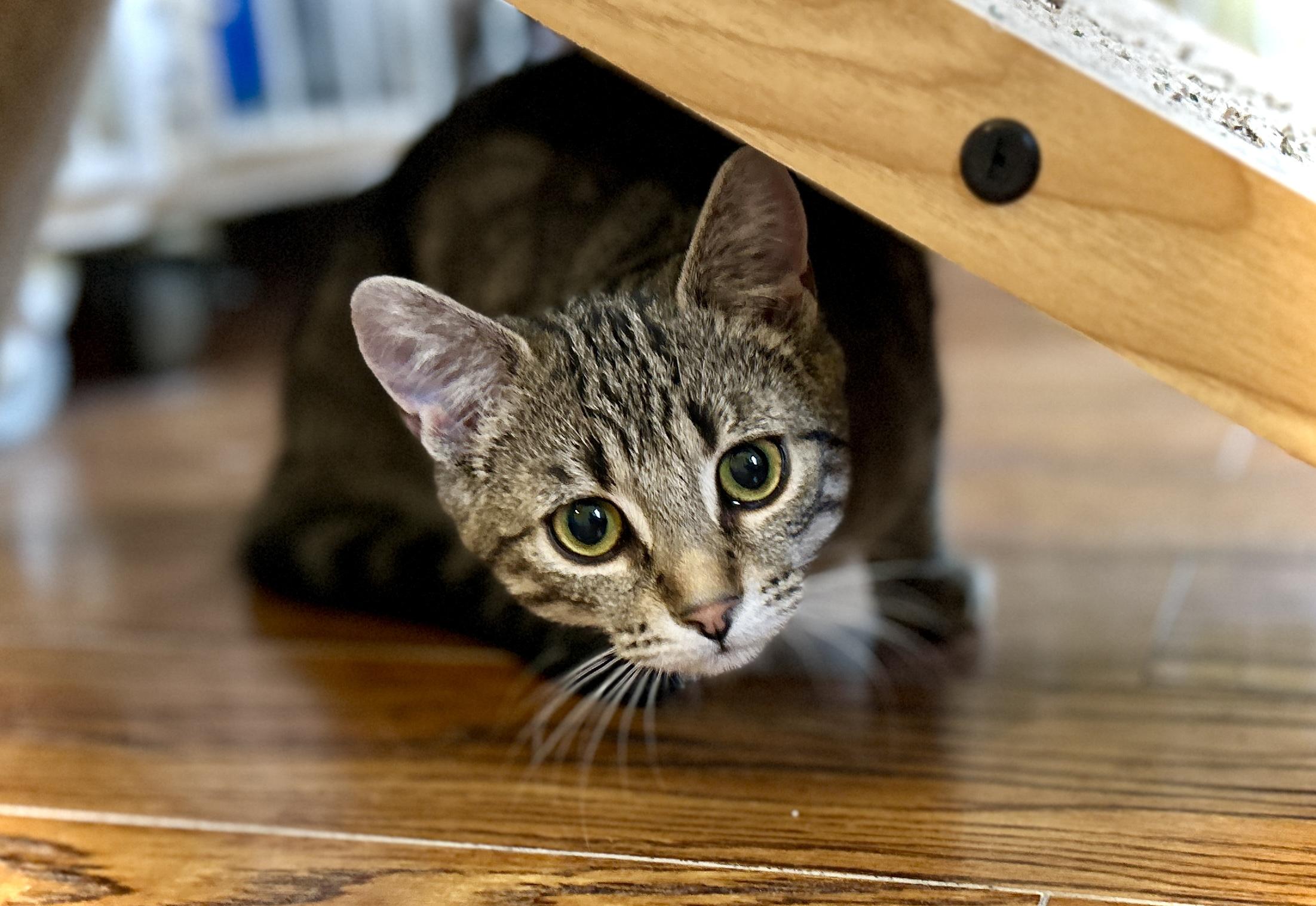 Enlarge Erin, a ADOPTABLE Domestic Short Hair in Guelph, ON image 6/6