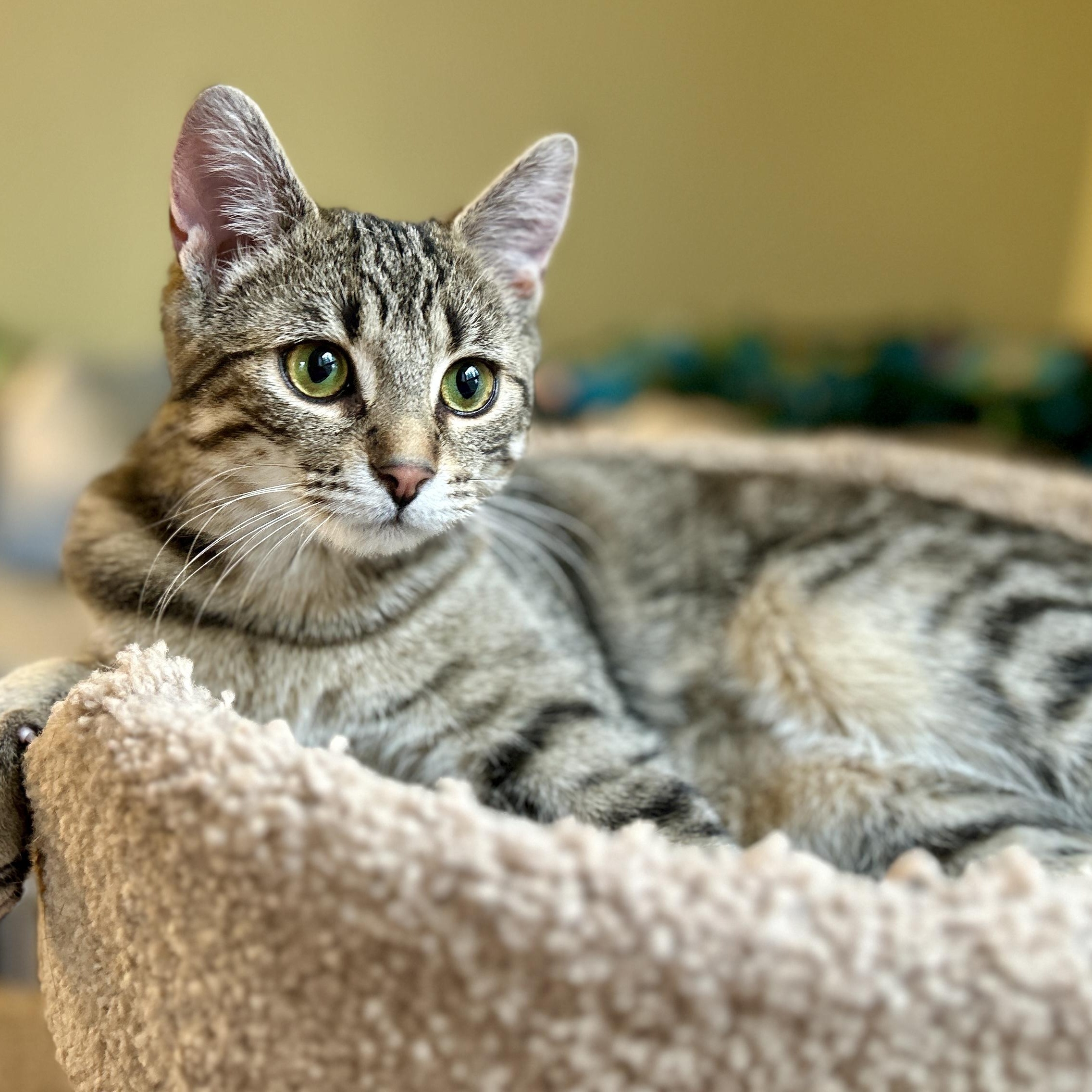 Enlarge Erin, a ADOPTABLE Domestic Short Hair in Guelph, ON image 2/6