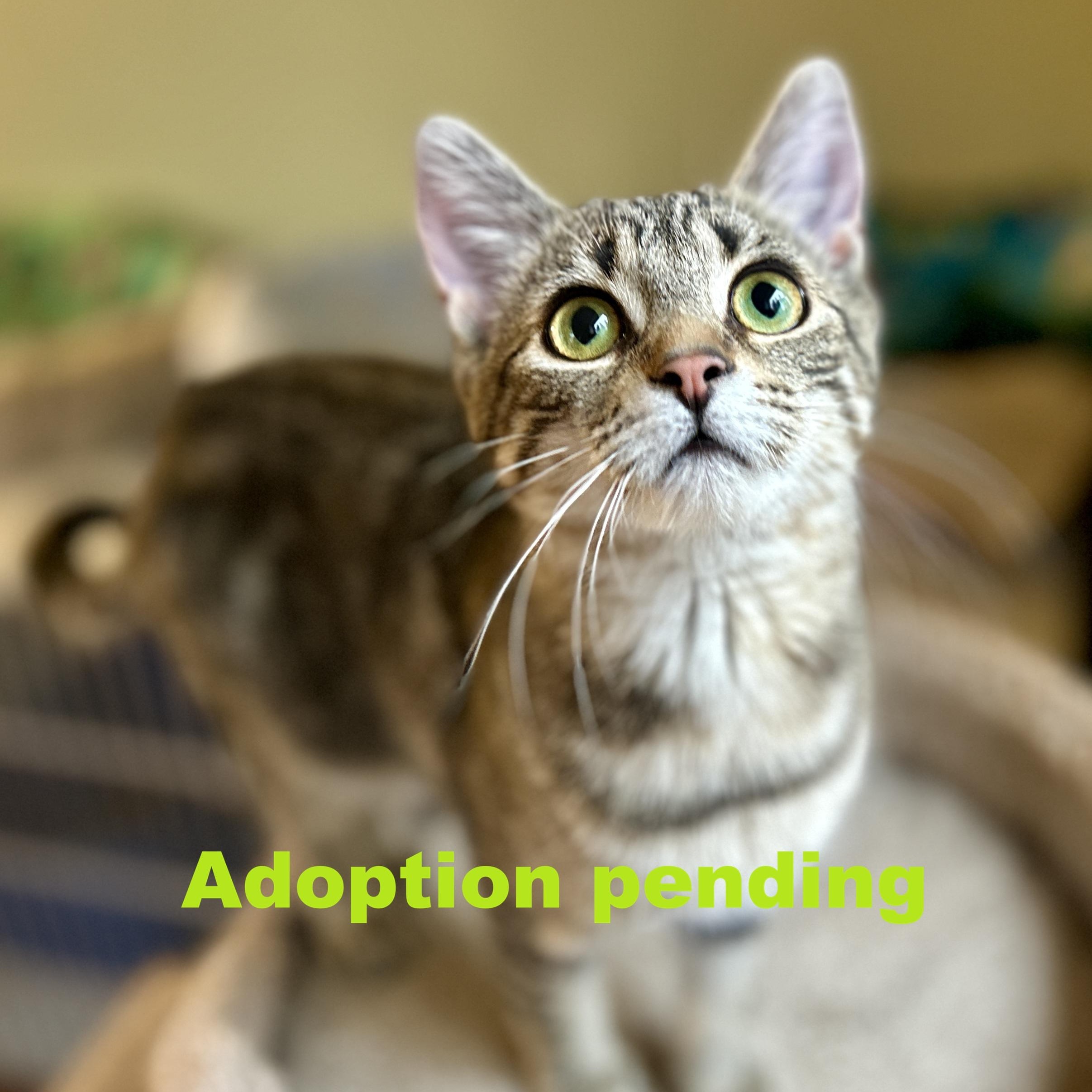 Enlarge Erin, a ADOPTABLE Domestic Short Hair in Guelph, ON image 1/6