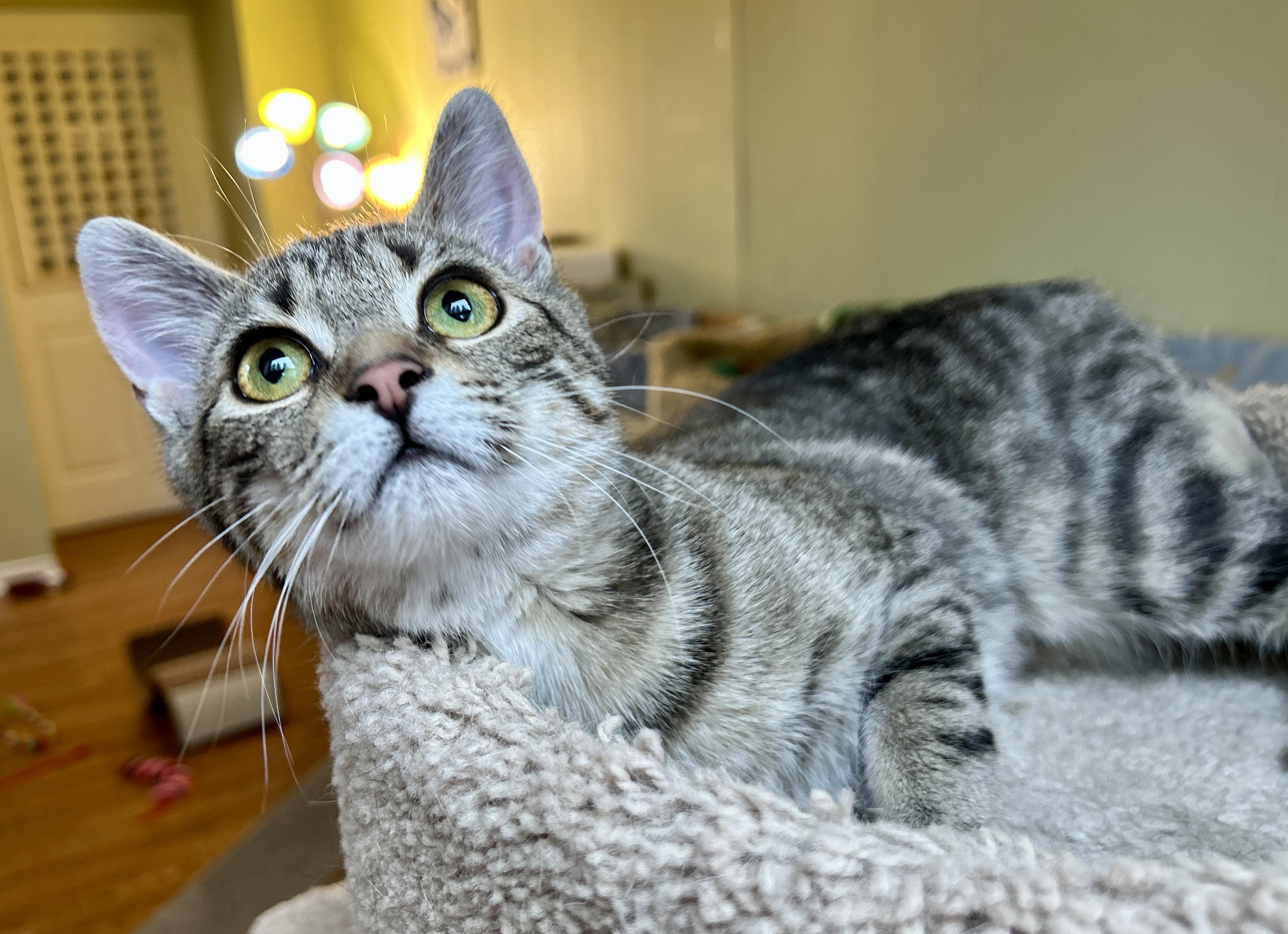 Enlarge Erin, a ADOPTABLE Domestic Short Hair in Guelph, ON image 4/6