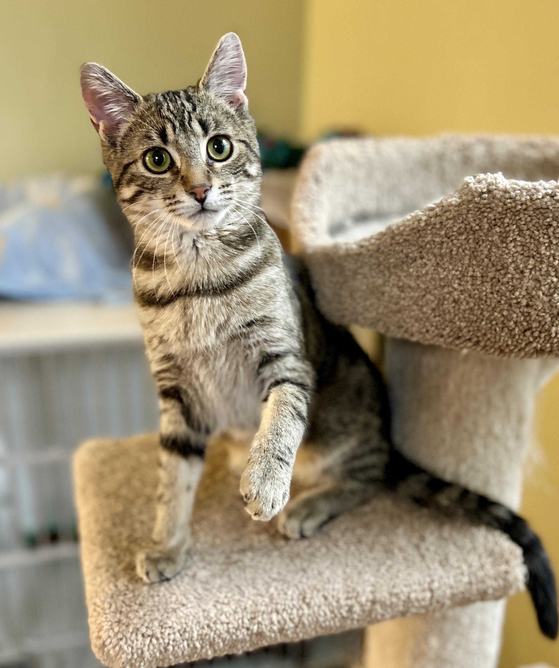 Enlarge Erin, a ADOPTABLE Domestic Short Hair in Guelph, ON image 5/6