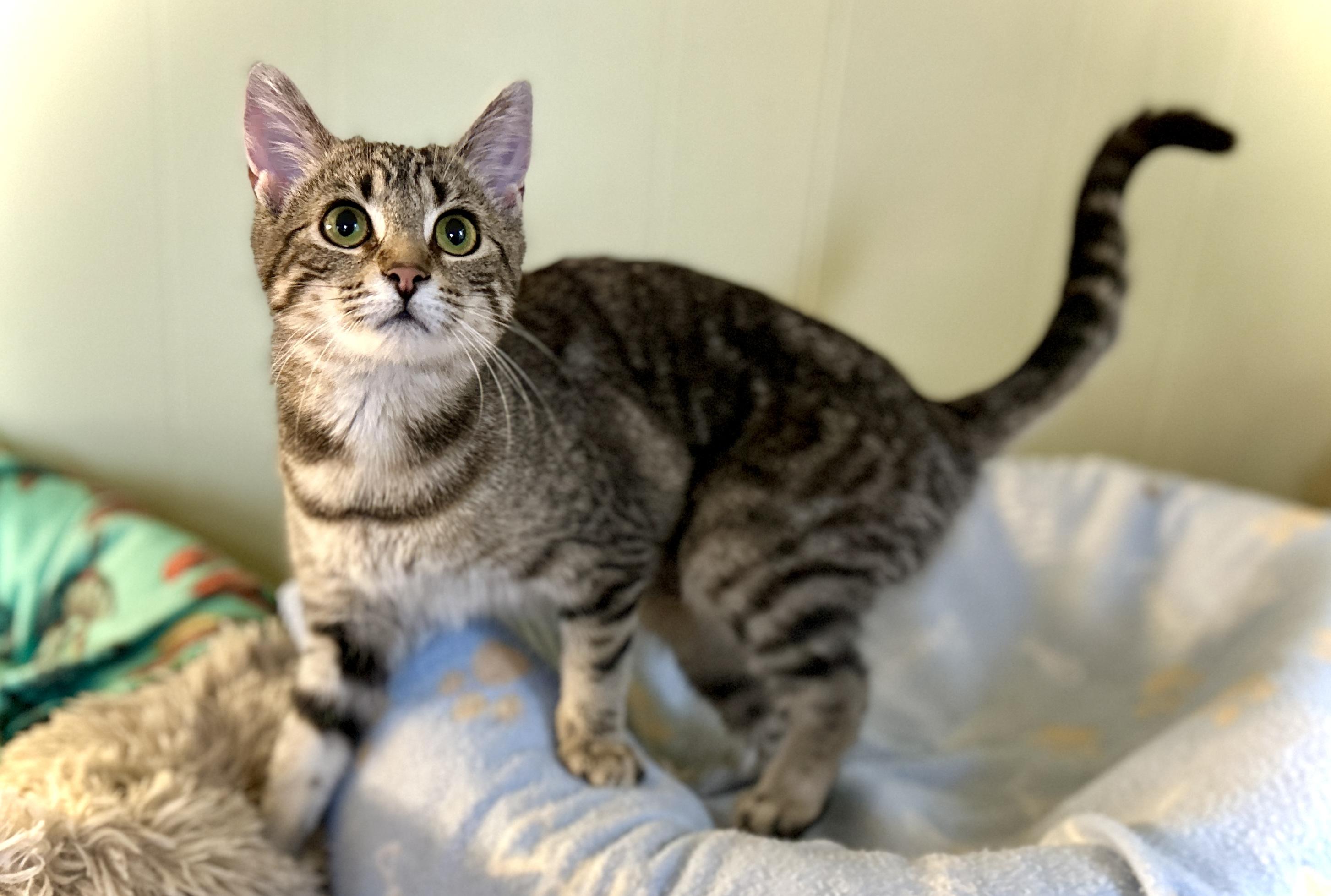 Enlarge Erin, a ADOPTABLE Domestic Short Hair in Guelph, ON image 3/6