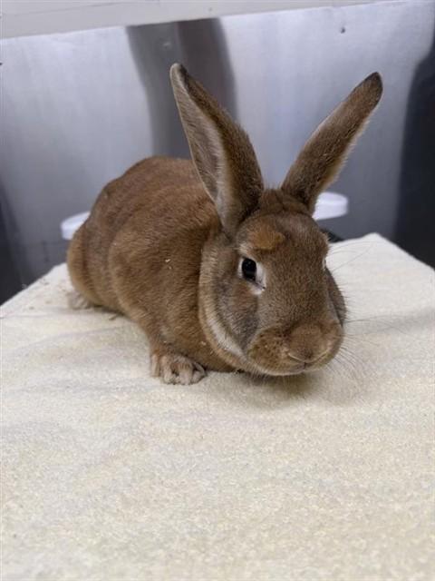 BARLIE, Adoptable, Young Female Bunny Rabbit.
