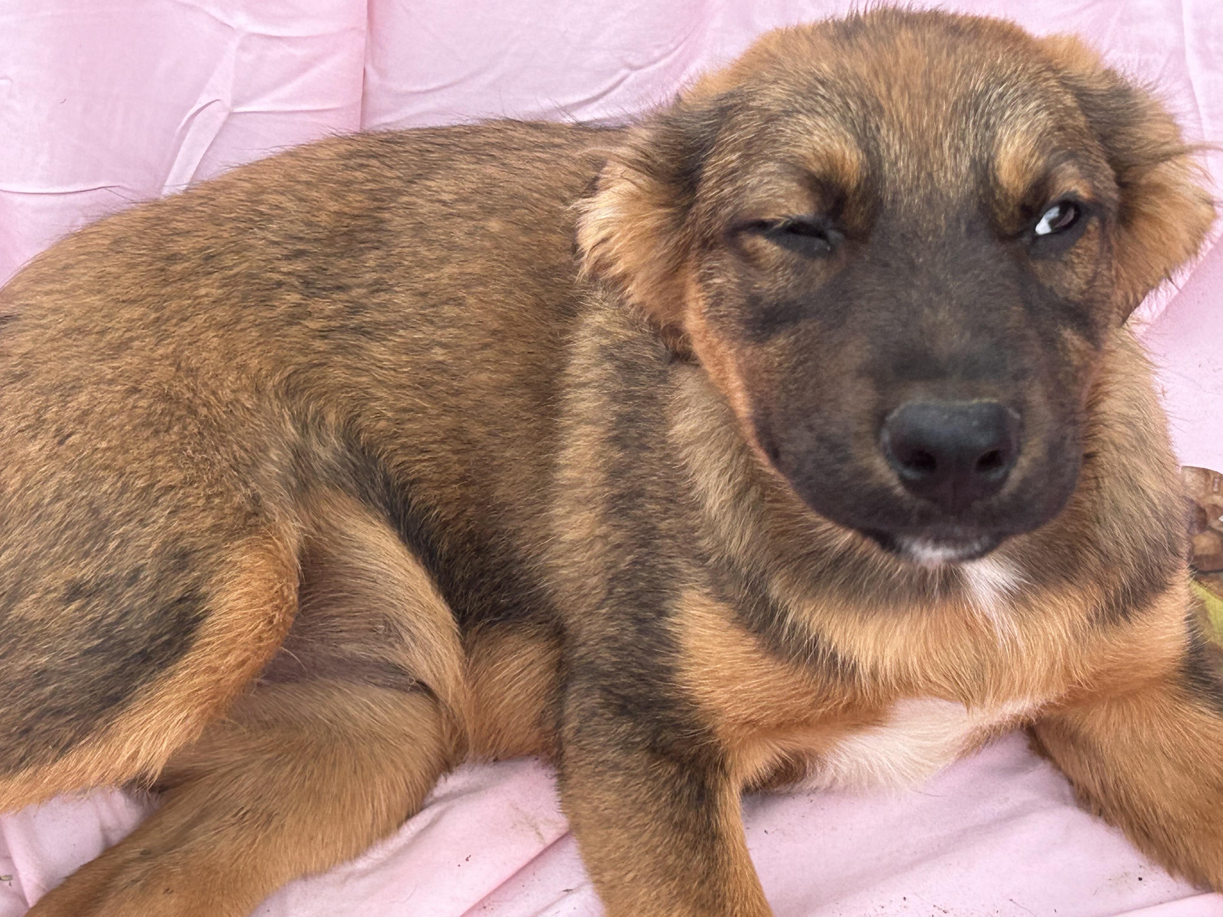 Jade, a Adoptable mixed breed in Centerville , MA image 4/5