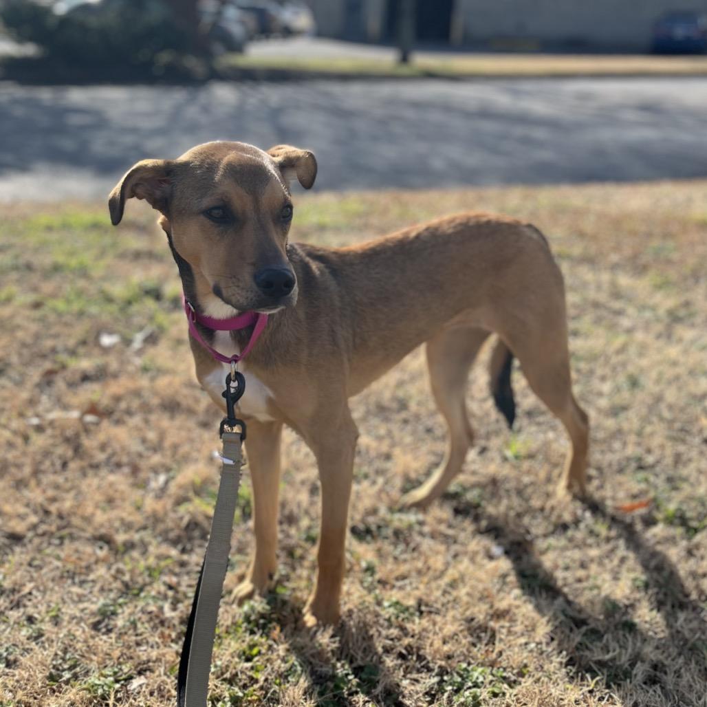 Poppi, a Adoptable Mixed Breed in Chesapeake, VA image 2/6