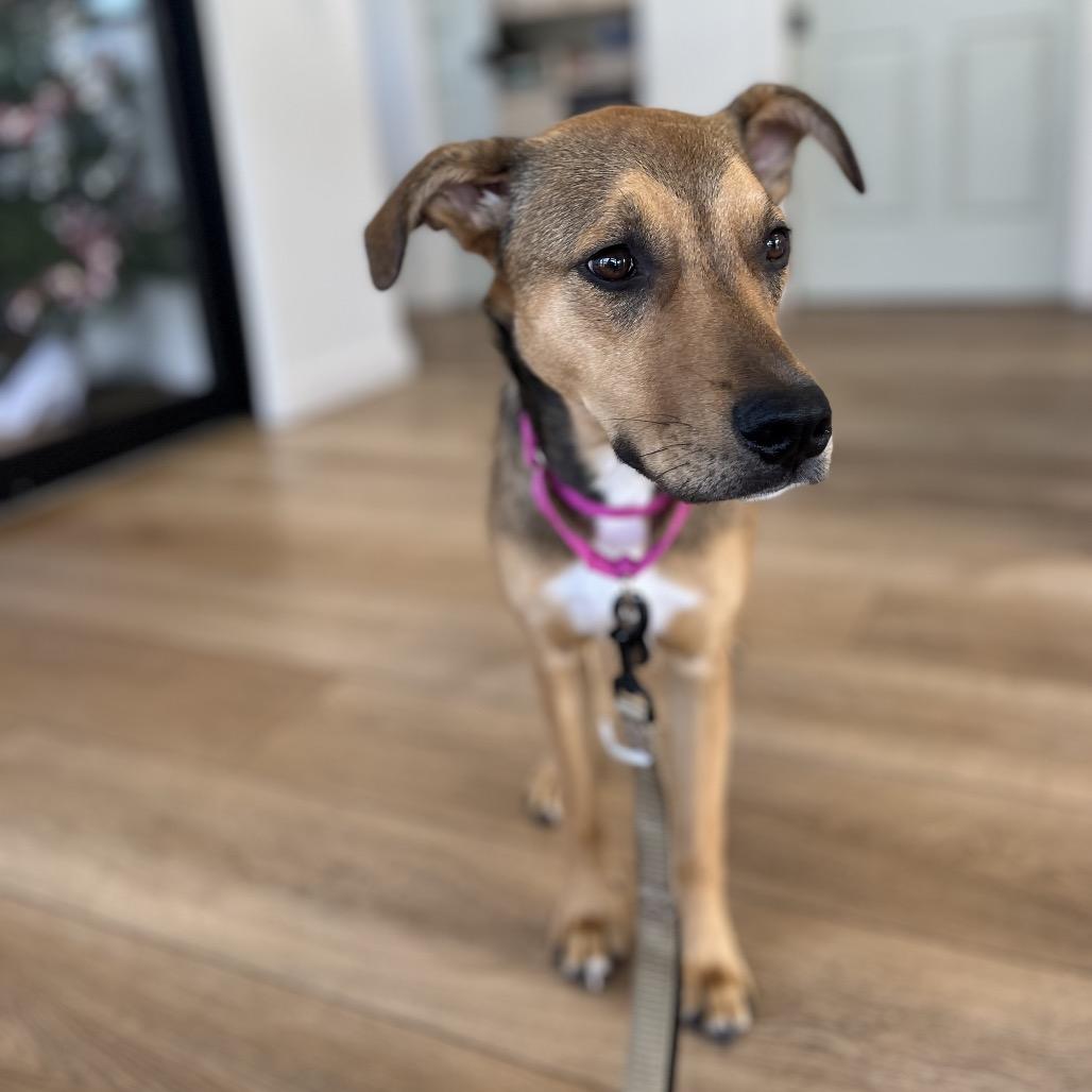 Poppi, a Adoptable Mixed Breed in Chesapeake, VA image 3/6