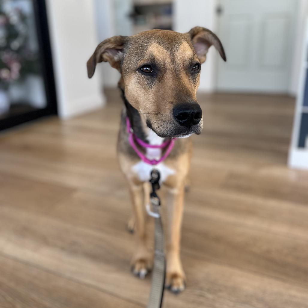 Poppi, a Adoptable Mixed Breed in Chesapeake, VA image 4/6