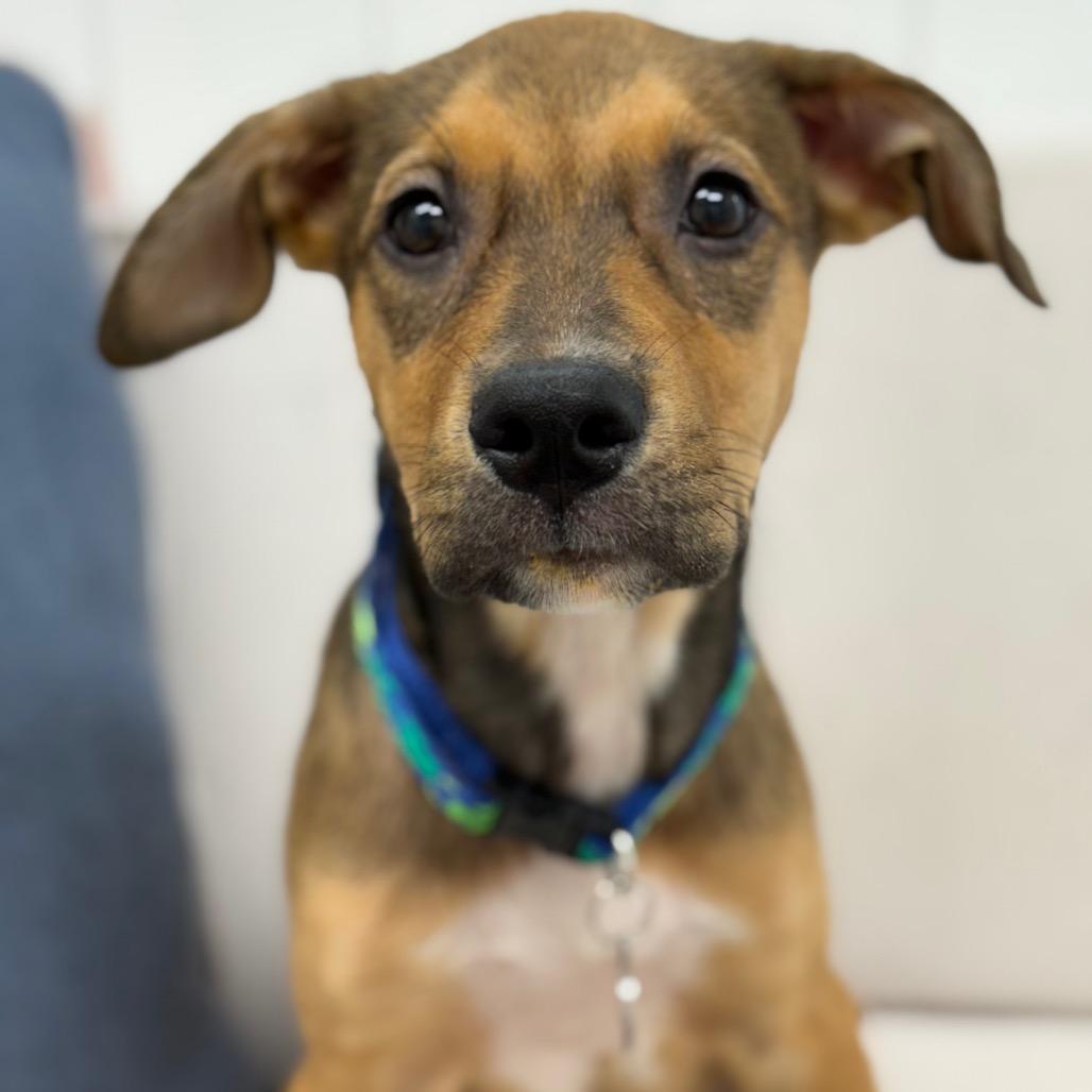 Poppi, a Adoptable Mixed Breed in Chesapeake, VA image 5/6