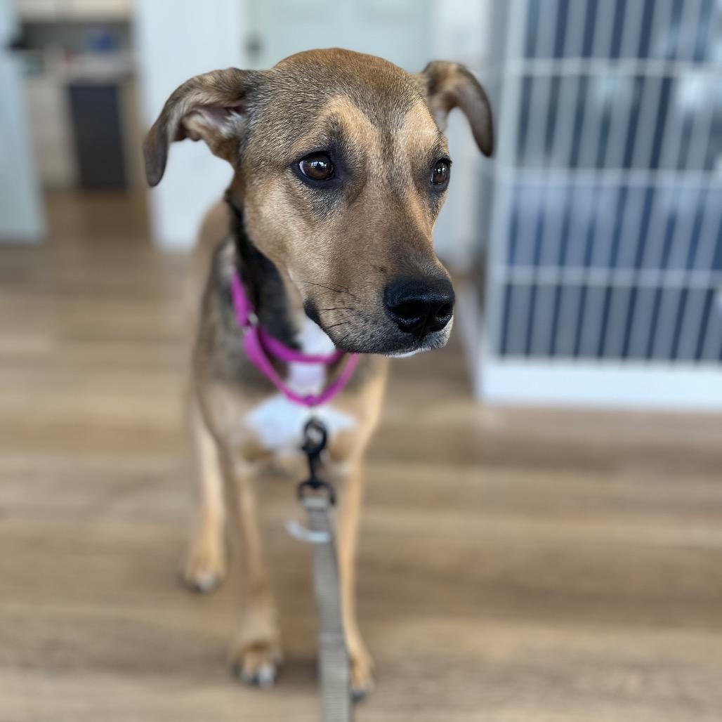 Poppi, a Adoptable Mixed Breed in Chesapeake, VA image 6/6