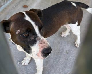 Enlarge Clover, a Adoptable mixed breed in Lafayette, TN image 1/1