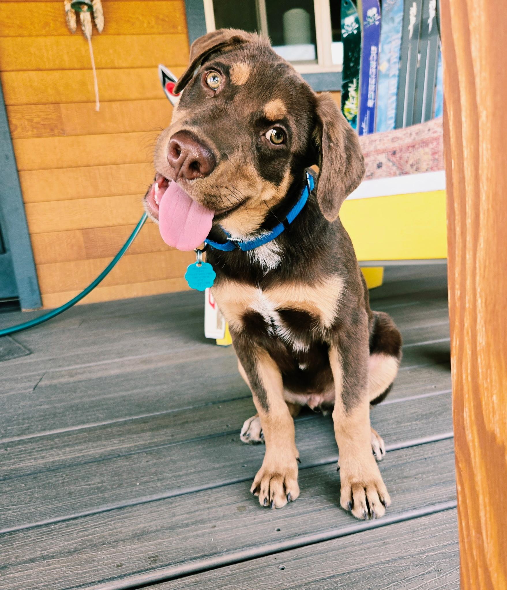 Benny, Adoptable, Puppy Male Catahoula Leopard Dog.