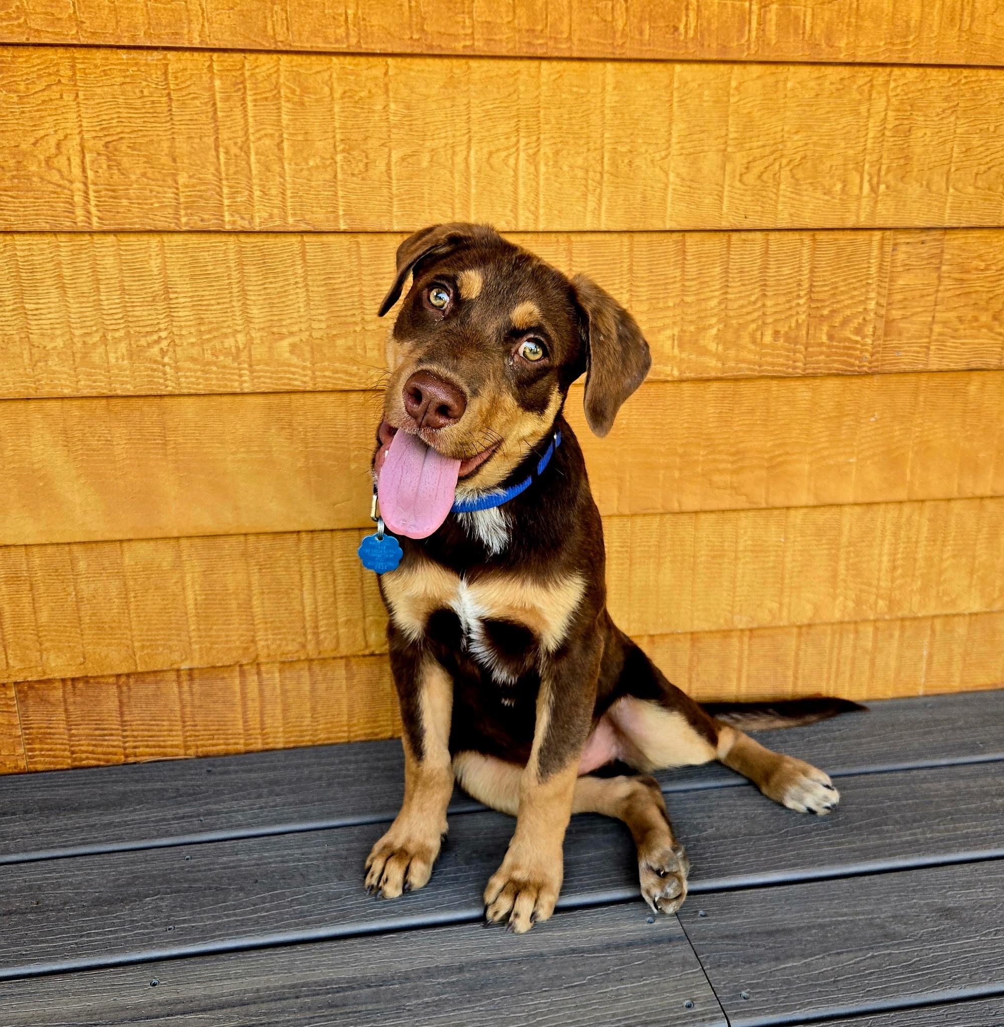 Enlarge Benny, a Adoptable mixed breed in Pagosa Springs, CO image 2/2