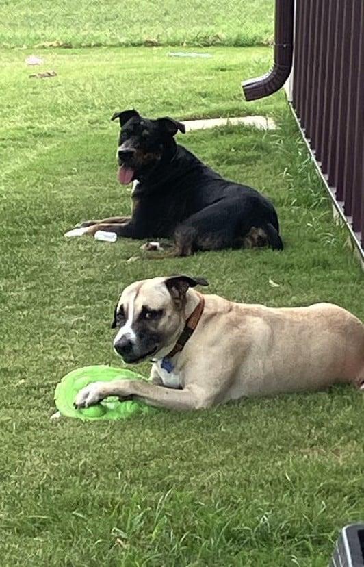 TJ, a Adoptable Mixed Breed in Temple, TX image 2/5