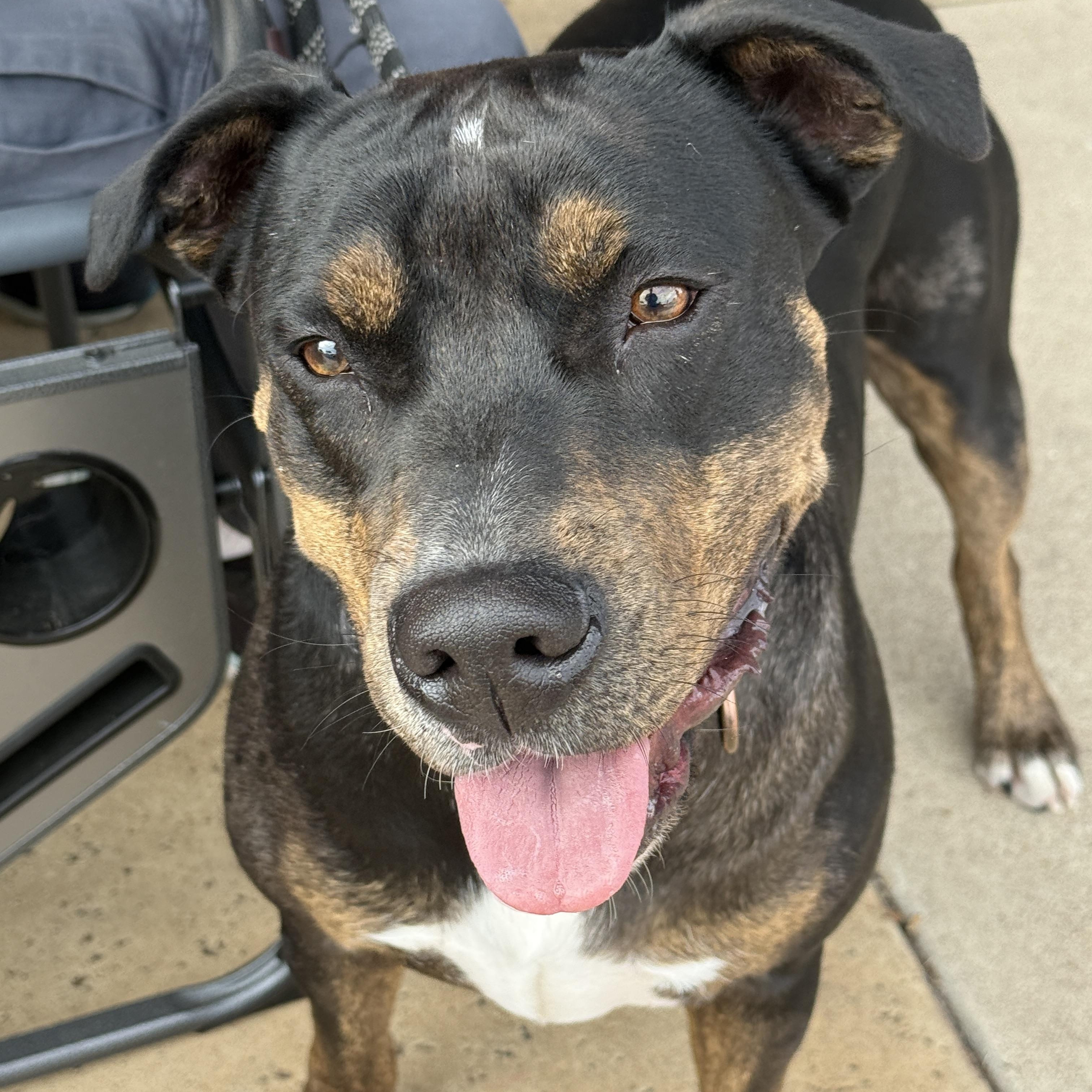 Enlarge TJ, a Adoptable Mixed Breed in Temple, TX image 5/5