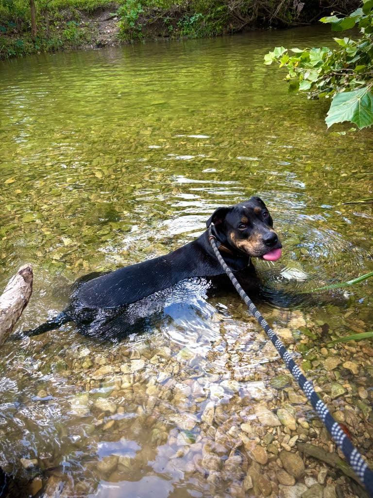 TJ, a Adoptable Mixed Breed in Temple, TX image 3/5