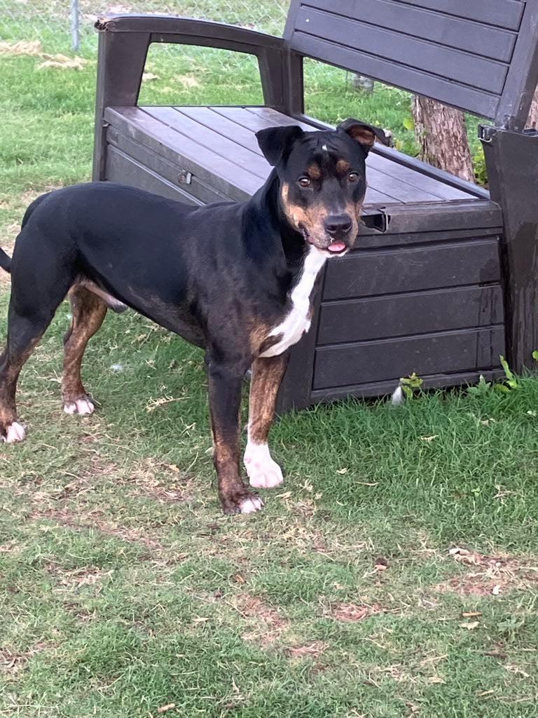 TJ, a Adoptable Mixed Breed in Temple, TX image 4/5
