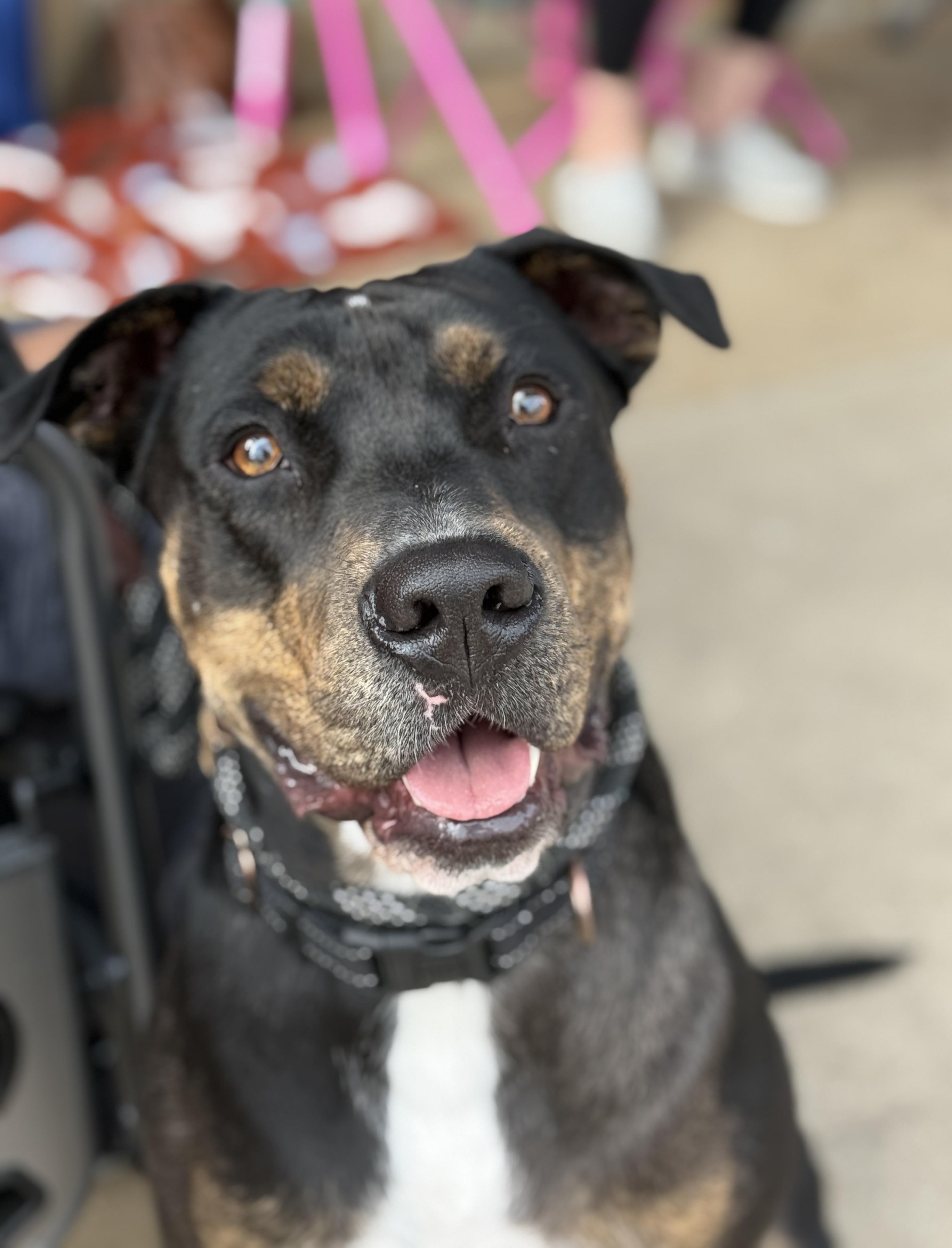 Enlarge TJ, a Adoptable Mixed Breed in Temple, TX image 1/5