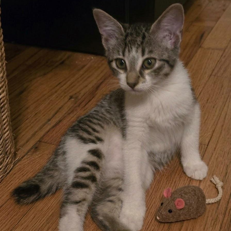 Enlarge Popcorn, a Adoptable Domestic Short Hair in Warrior, AL image 3/5