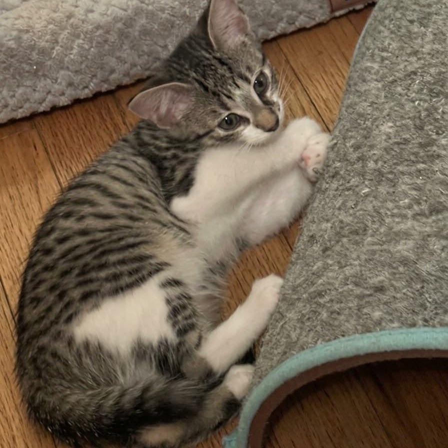 Popcorn, Adoptable, Kitten Female Domestic Short Hair.