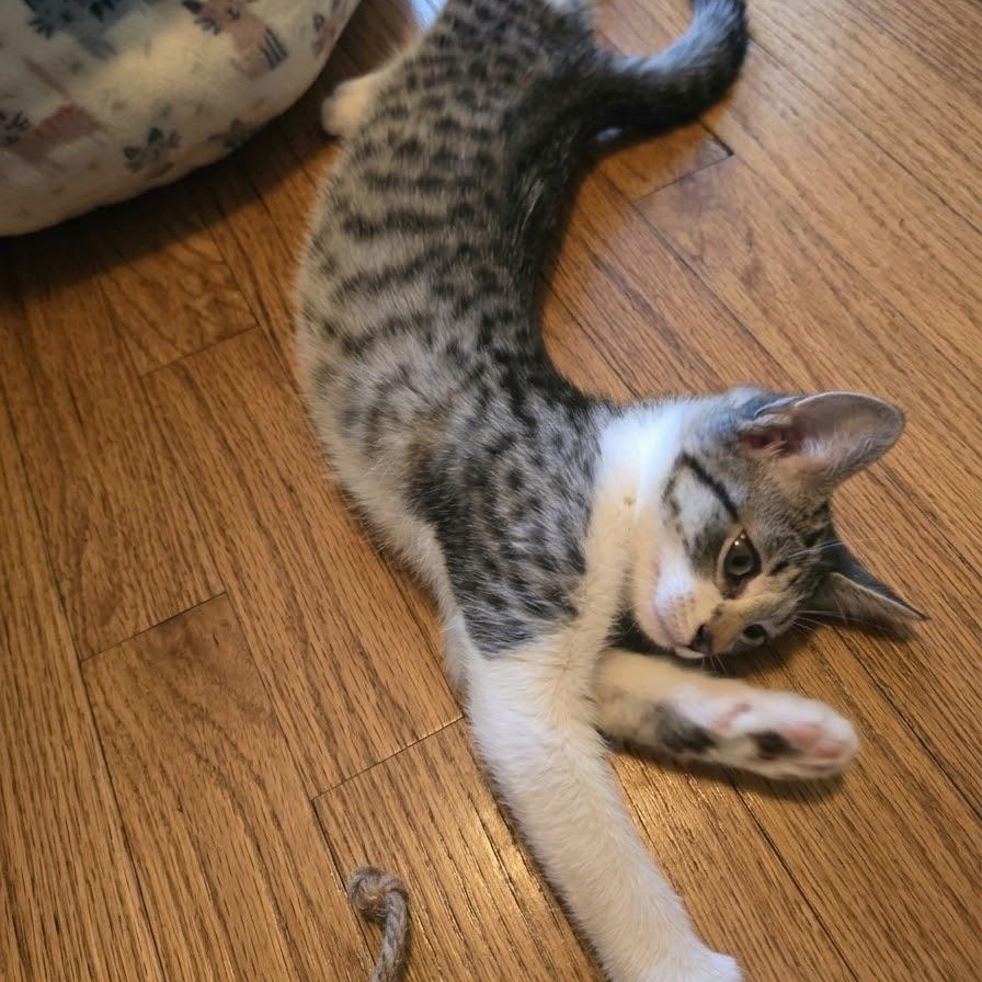 Enlarge Popcorn, a Adoptable Domestic Short Hair in Warrior, AL image 2/5