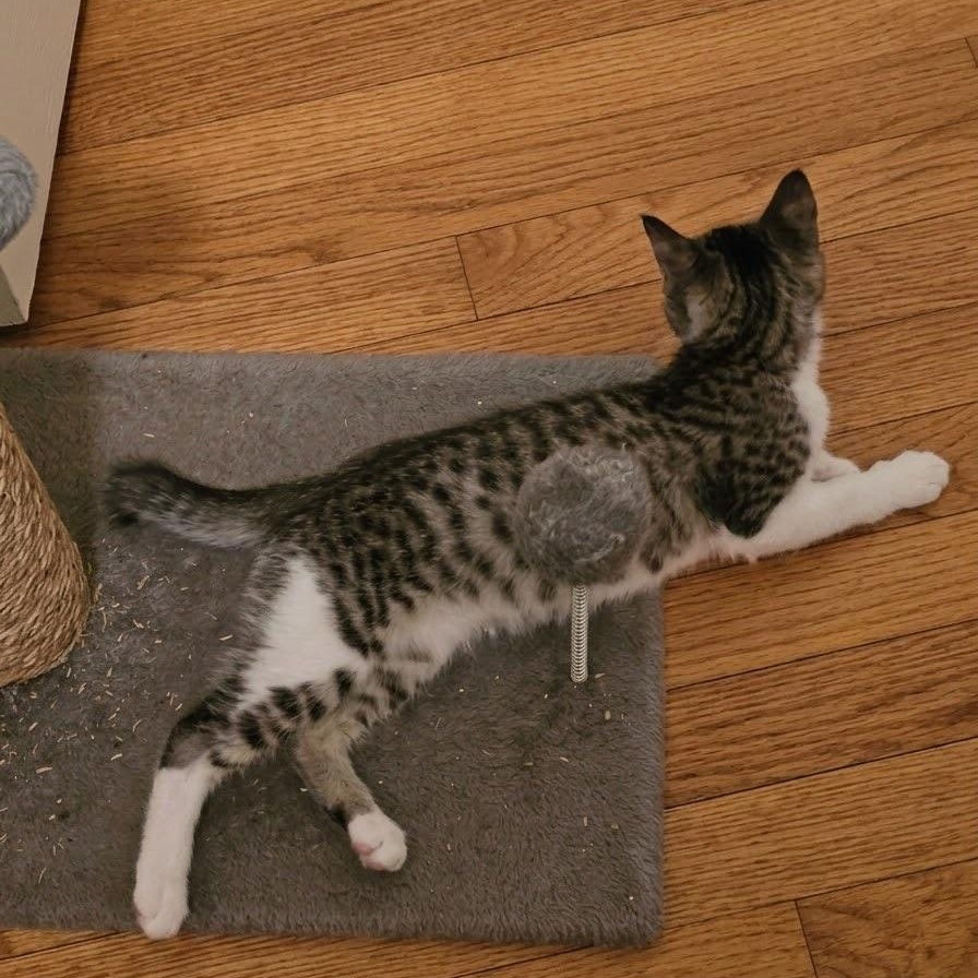 Enlarge Popcorn, a Adoptable Domestic Short Hair in Warrior, AL image 5/5