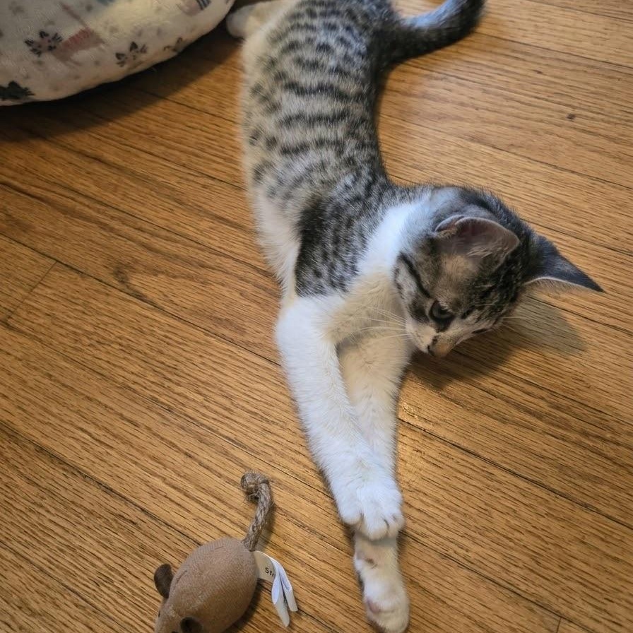 Enlarge Popcorn, a Adoptable Domestic Short Hair in Warrior, AL image 4/5