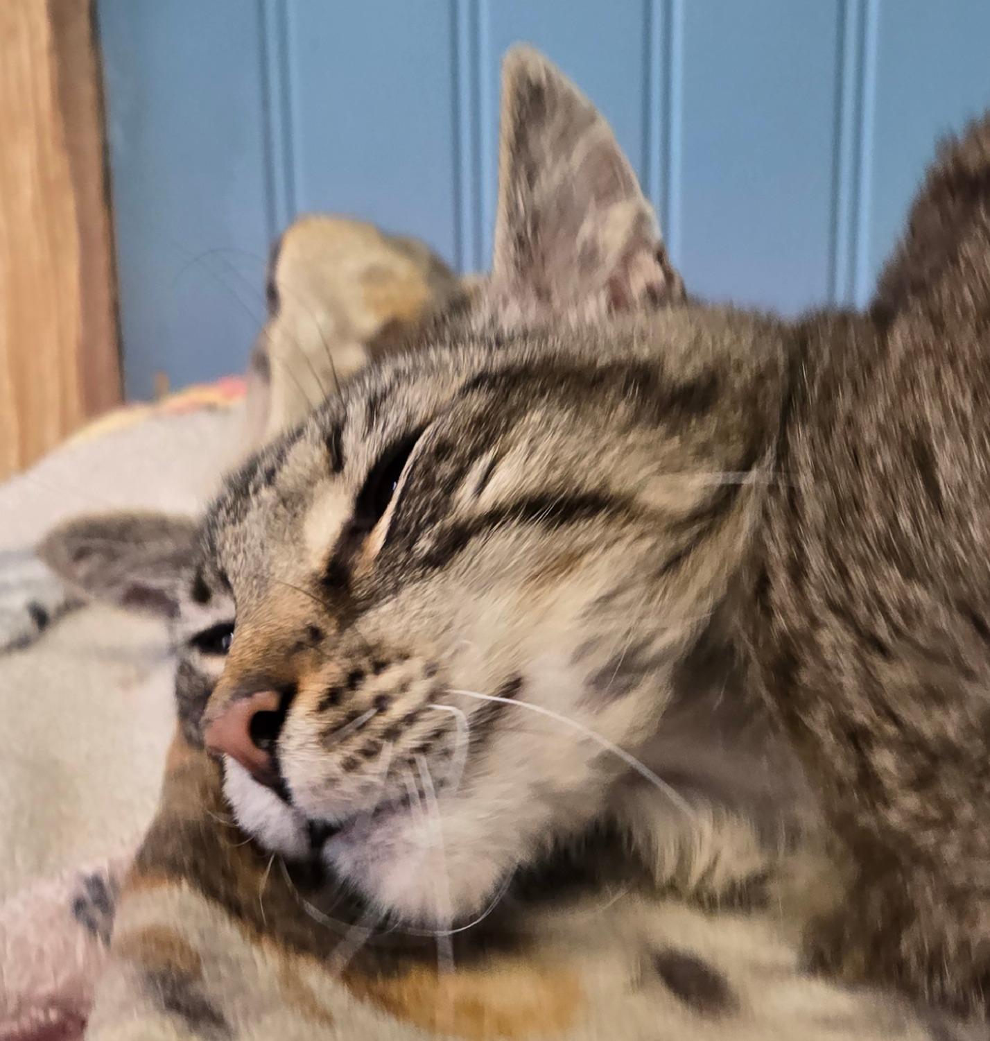 Enlarge Woody, a ADOPTABLE Domestic Short Hair in Long Beach, WA image 3/3