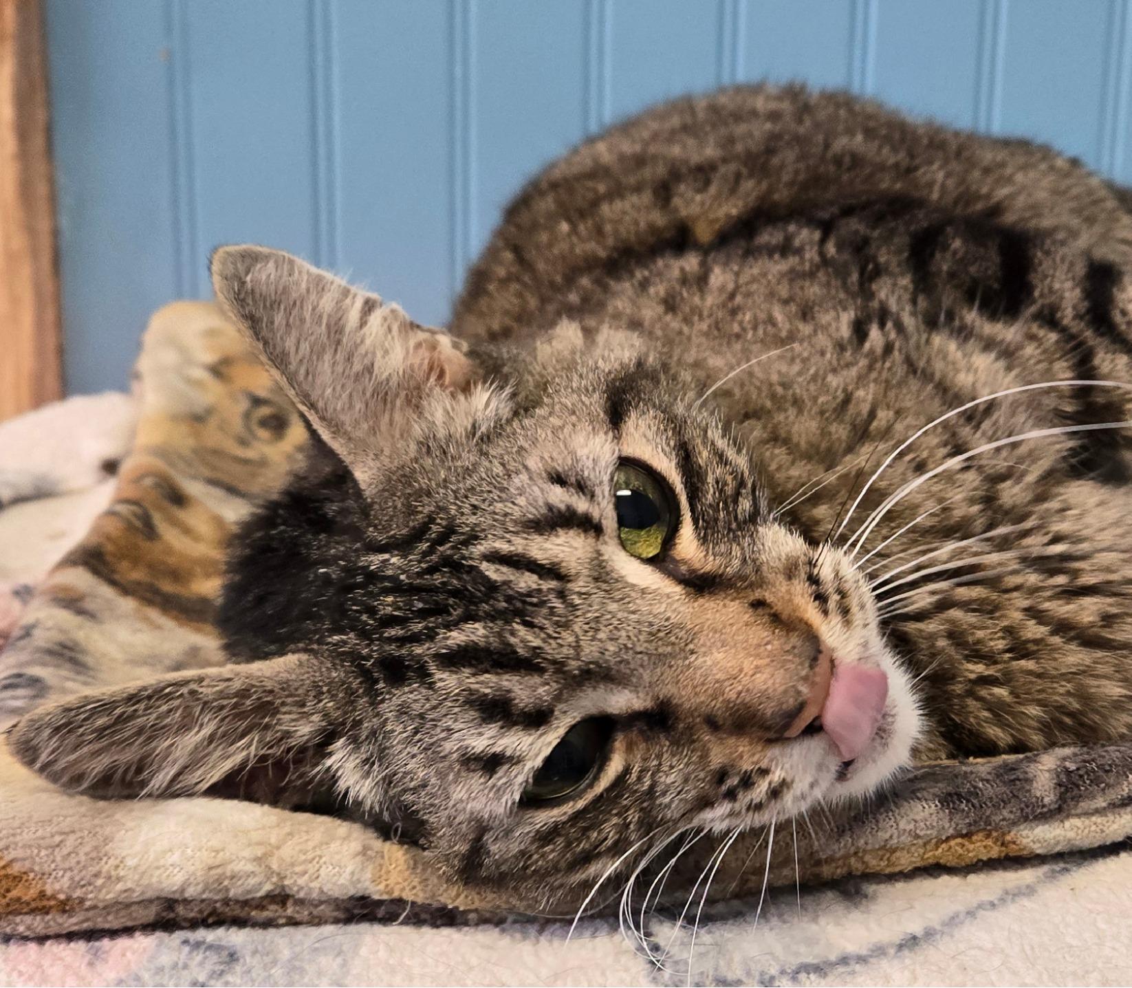 Enlarge Woody, a ADOPTABLE Domestic Short Hair in Long Beach, WA image 3/3