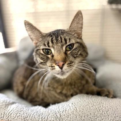 Enlarge Woody, a ADOPTABLE Domestic Short Hair in Long Beach, WA image 1/3