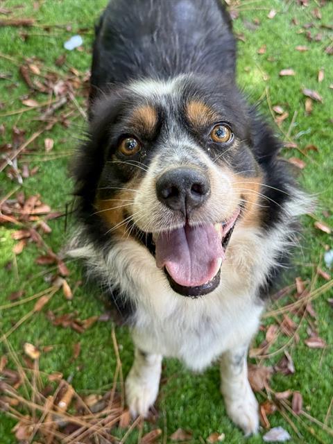 HENRY, Adoptable, Adult Male Australian Shepherd & Mixed Breed.