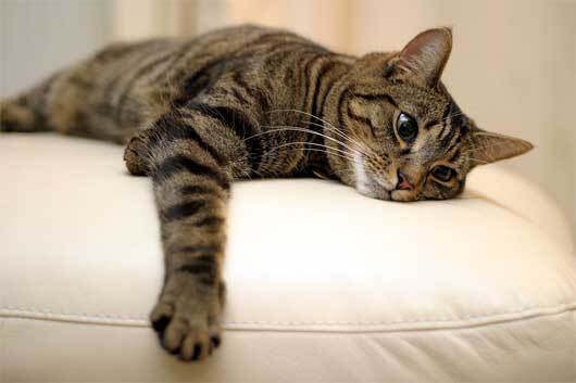 Dumpty (Sweet Lovebug), Adult Male unknown