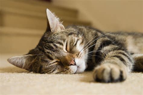 Dumpty (Sweet Lovebug) photo 2