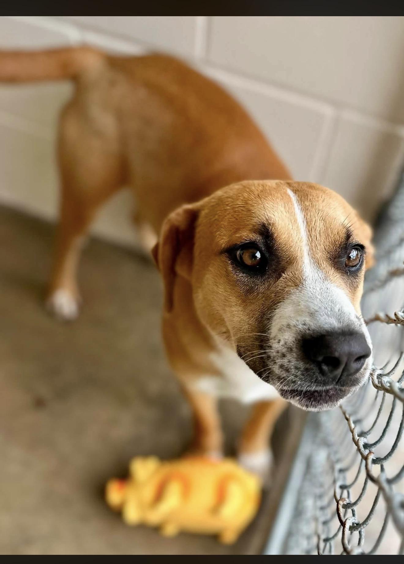 Scuba, ADOPTABLE, Young Female Mixed Breed.