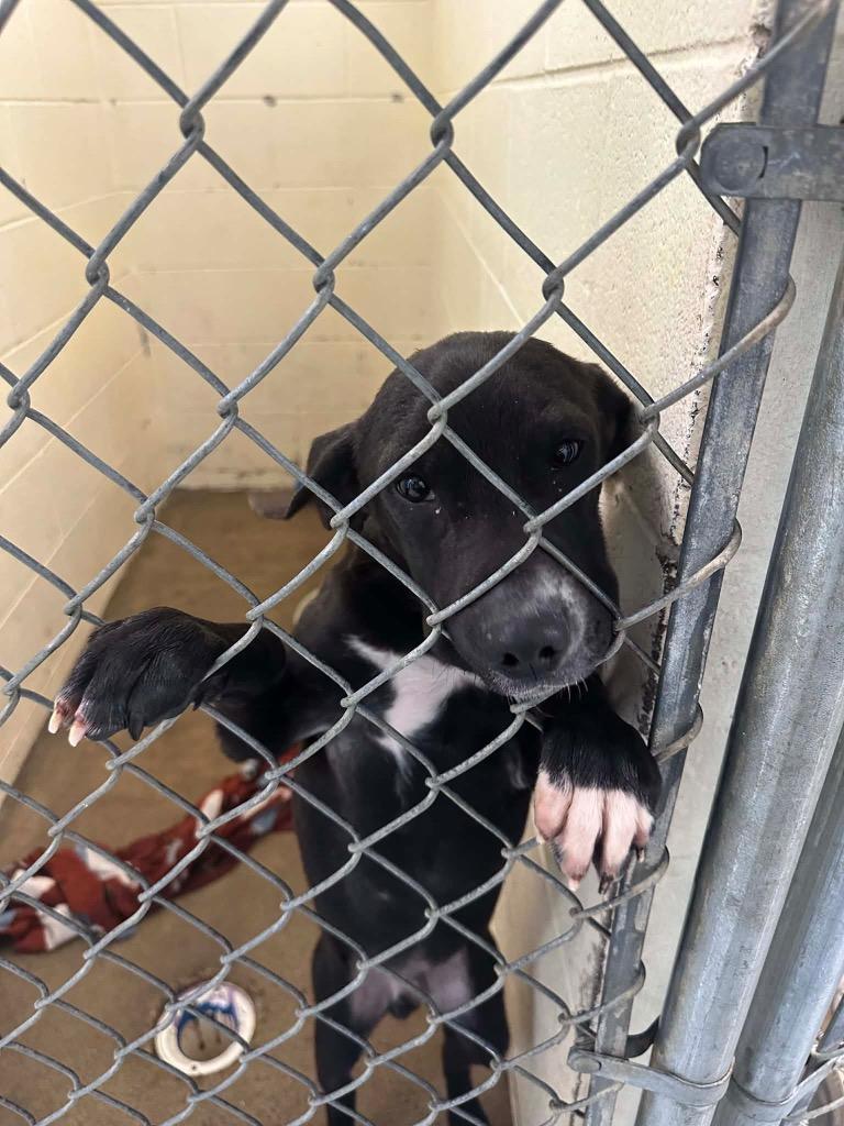 Enlarge OZZY, a Adoptable mixed breed in Dyersburg, TN image 1/2