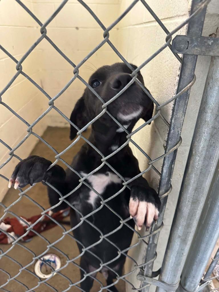 Enlarge OZZY, a Adoptable mixed breed in Dyersburg, TN image 2/2