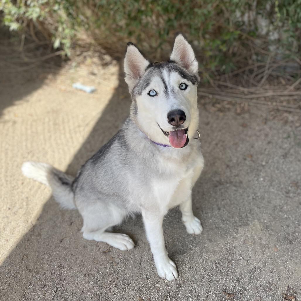 Enlarge Giselle, a Adoptable mixed breed in Riverside, CA image 1/6