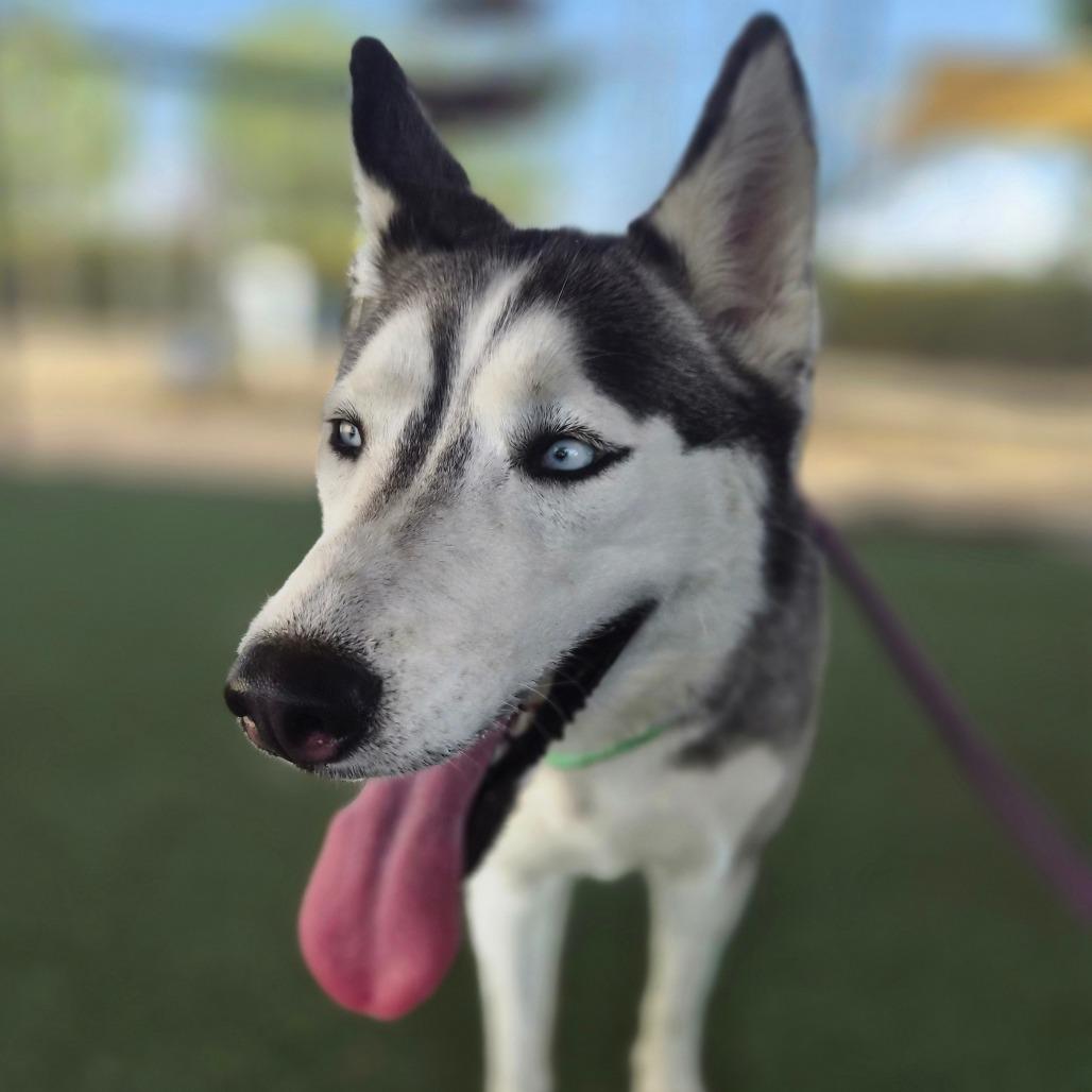 Enlarge Giselle, a Adoptable mixed breed in Riverside, CA image 2/6
